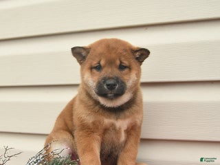 Shiba Inu dogs Roxy - Ad 11