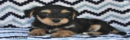 Yorkiepoo dogs for sale: Seltzer - Ad 3