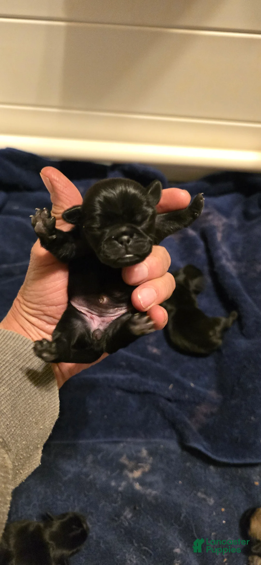 Pug dogs for sale: Betty - Ad 1
