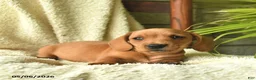 Miniature Dachshund dogs for sale: King   - Ad 4