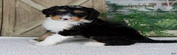 Mini Bernedoodle dogs for sale: Tobias - Ad 4