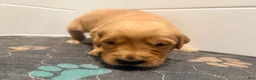 Golden Retriever dogs for sale: Golden Retriever Jade  - Ad 2