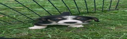 Mixed Breed dogs for sale: Female #6 - Ad 2