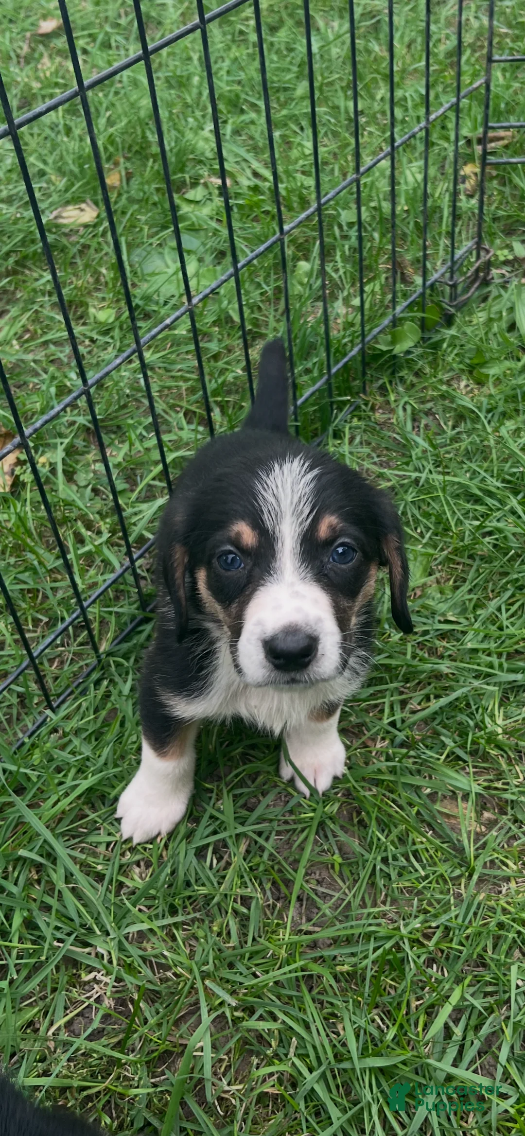 Mixed Breed dogs for sale: Female #6 - Ad 2