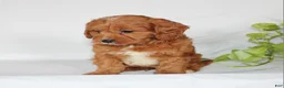 Cavapoo dogs for sale: Cooper - Ad 7