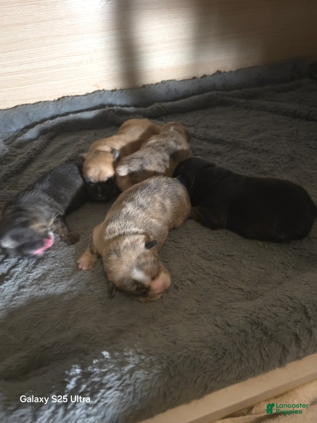 French Bulldog dogs for sale: French Bulldog Puppy 5 - Ad 1