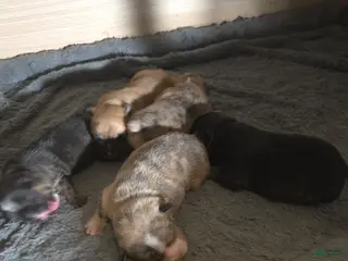 French Bulldog dogs French Bulldog Puppy 5 - Ad 30