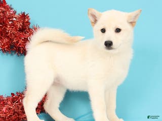 Mixed Breed dogs Jasmine - Ad 24