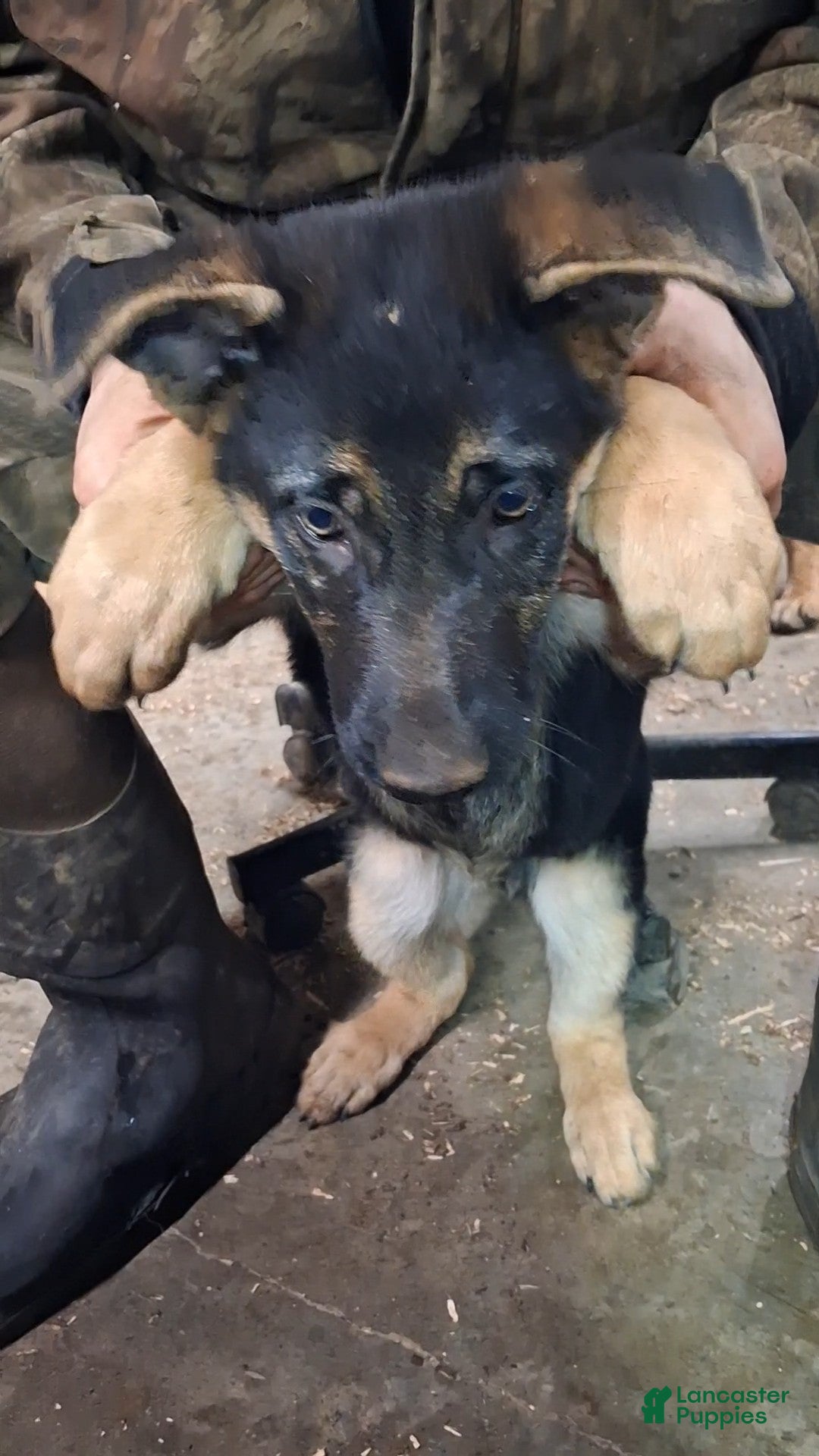 German Shepherd dogs for sale: German Shepherd Puppy 2 - Ad 1