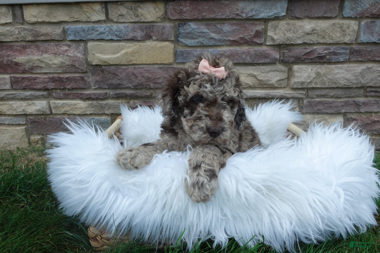 Newfypoo dogs Lacey - Ad 1