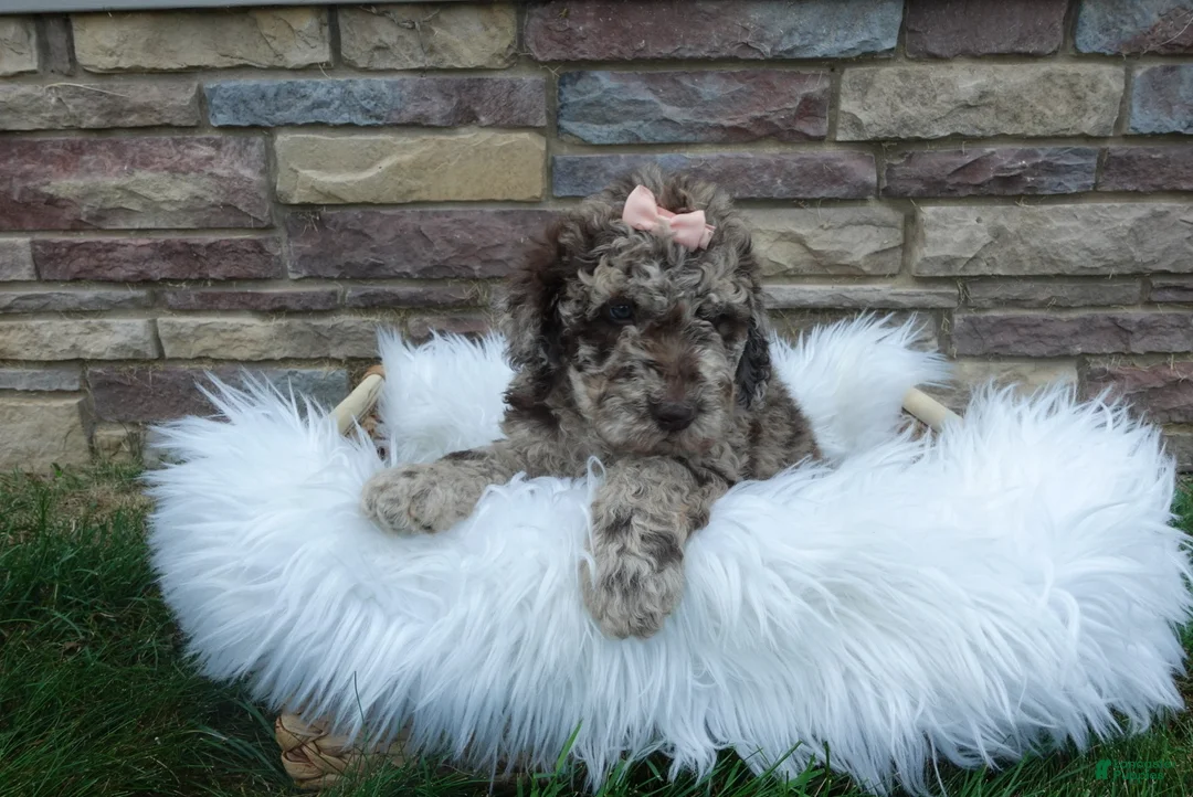 Newfypoo dogs for sale: Lacey - Ad 1