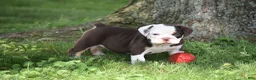 Beabull dogs for sale: Quinn - Ad 7