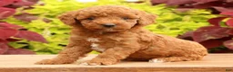 Miniature Poodle dogs for sale: Tori - Ad 3