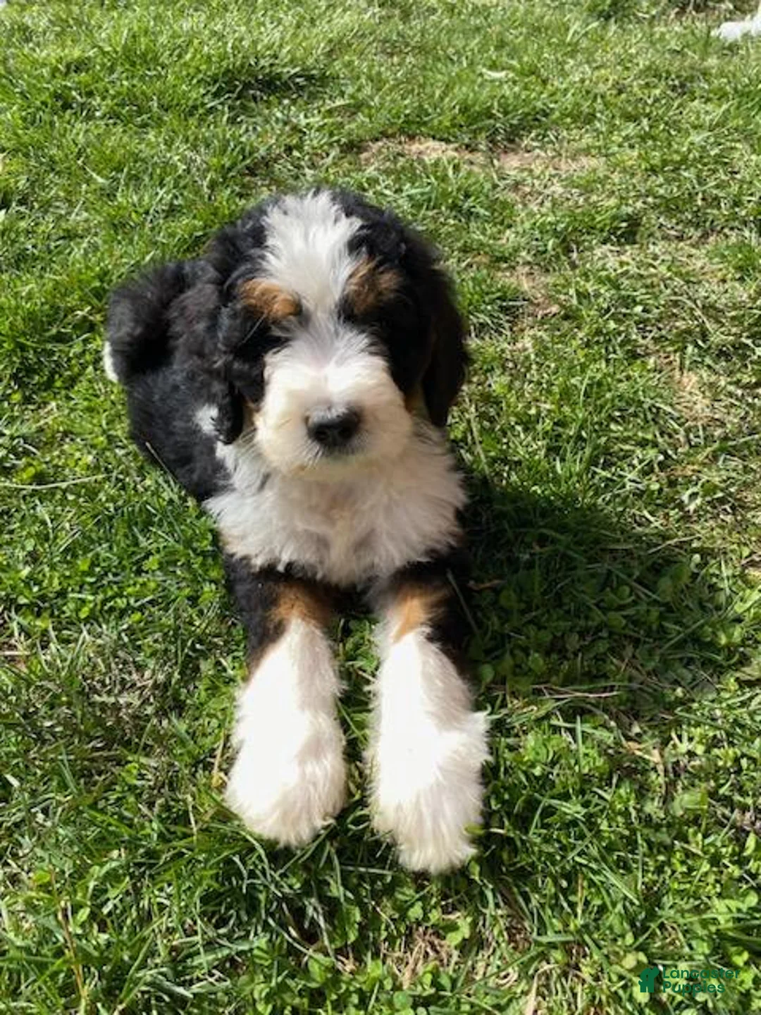Bernedoodle dogs for sale: Misty - Ad 1