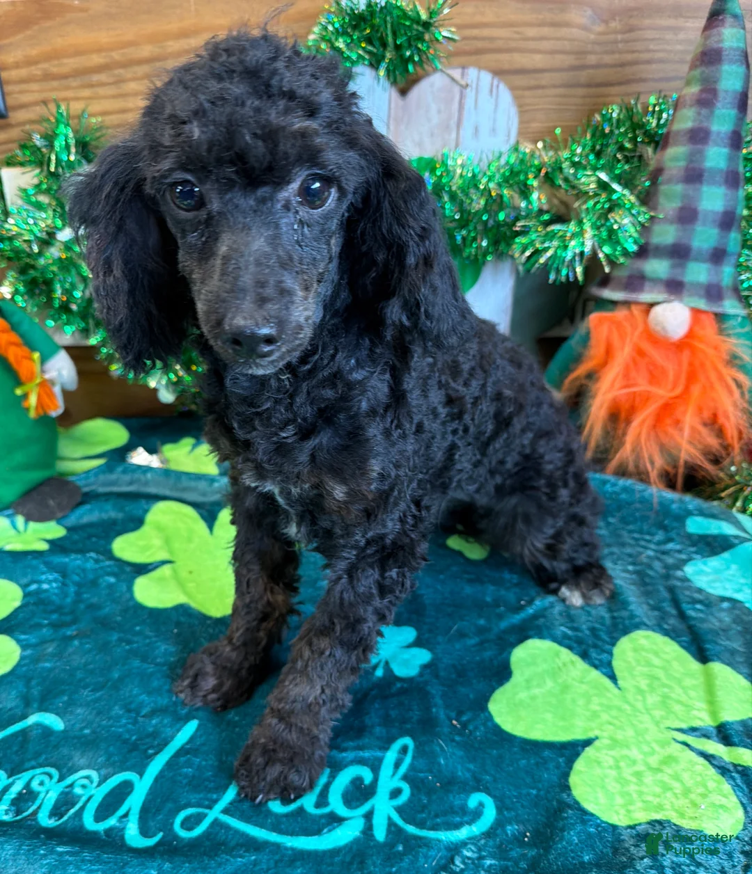 Miniature Poodle dogs for sale: Elsa - Ad 2