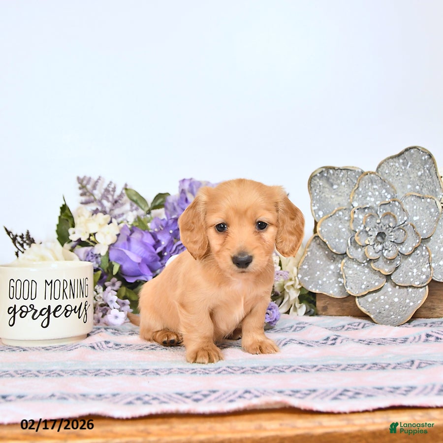 Miniature Dachshund dogs Candy - Ad 1