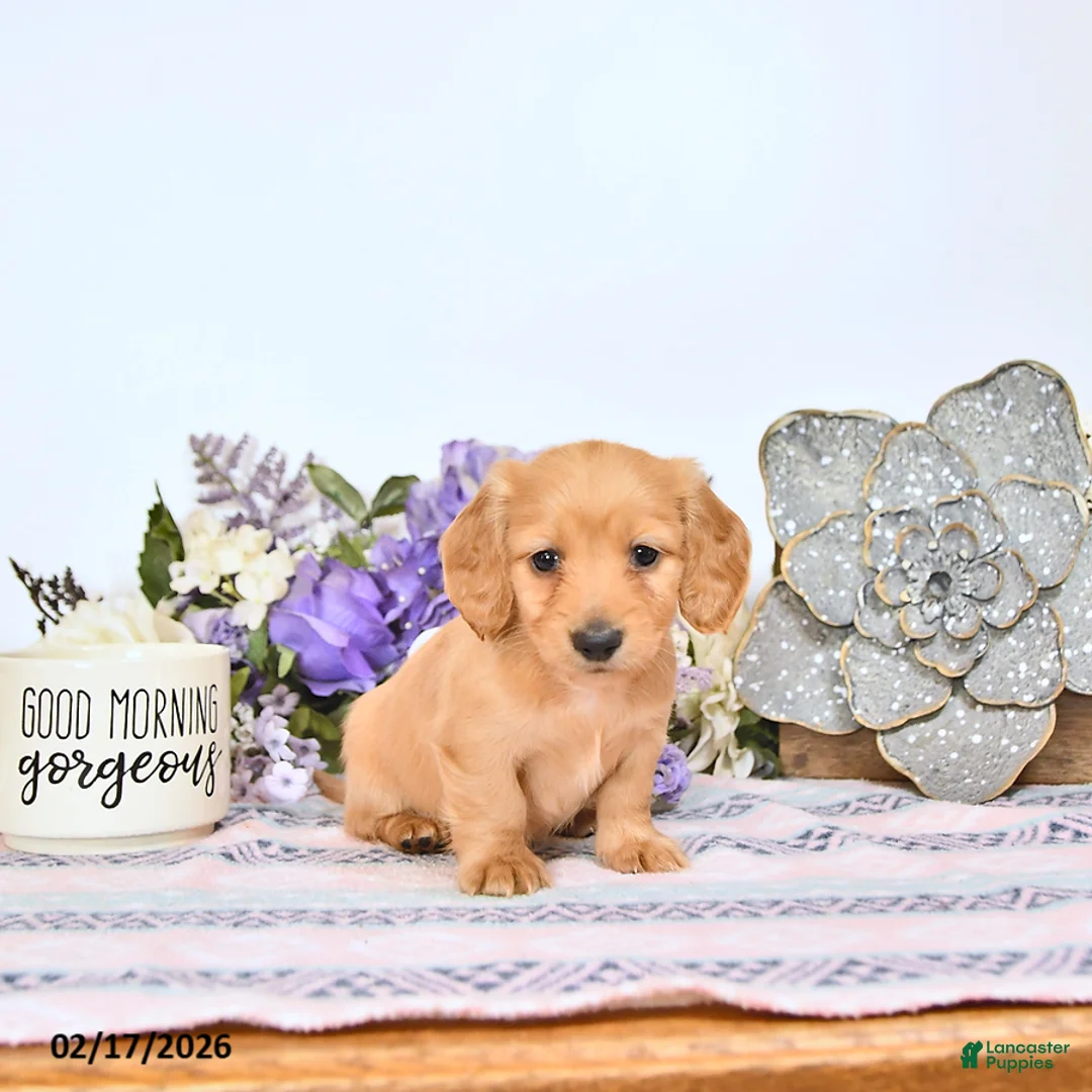 Miniature Dachshund dogs for sale: Candy - Ad 1