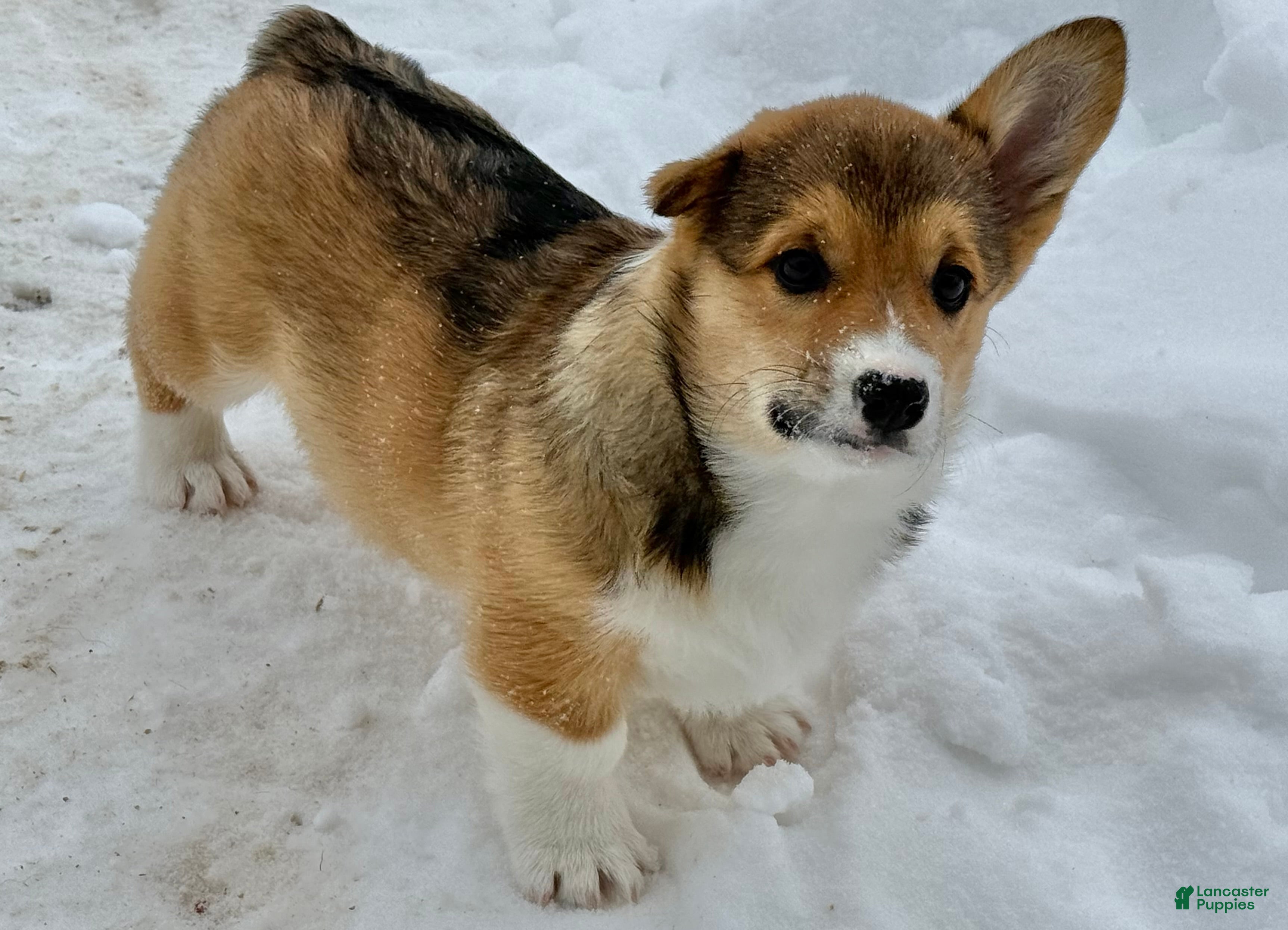 Welsh Corgi Pembroke dogs Kaden  - Ad 19