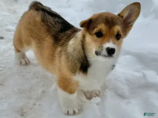 Welsh Corgi Pembroke dogs Kaden - Ad 19