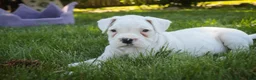 Boxer dogs for sale: Daisy - Ad 9