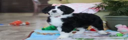 Bernedoodle dogs for sale: Ivy - Ad 5