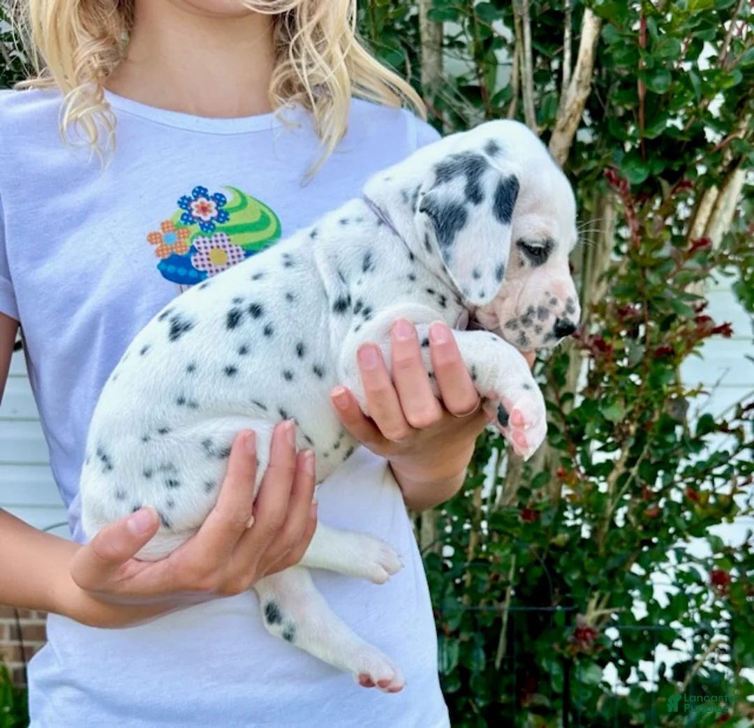 Dalmatian dogs for sale: Lilac - Ad 4