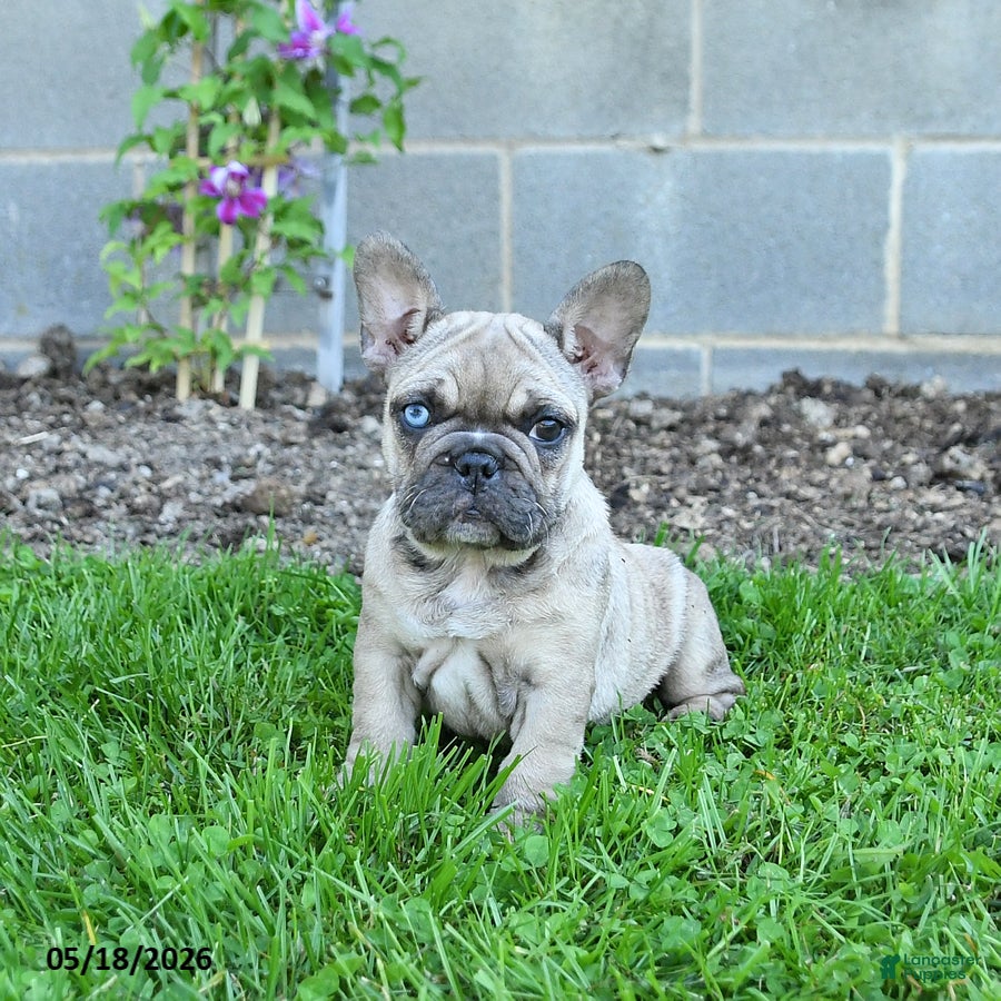 French Bulldog dogs Coconut - Ad 2