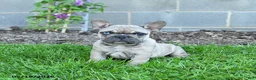 French Bulldog dogs for sale: Coconut - Ad 2