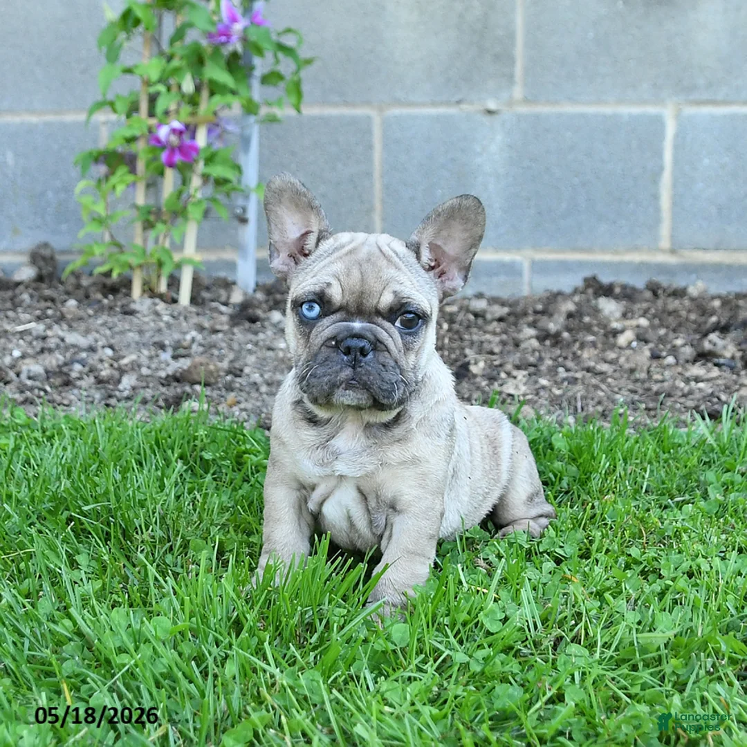 French Bulldog dogs for sale: Coconut - Ad 2