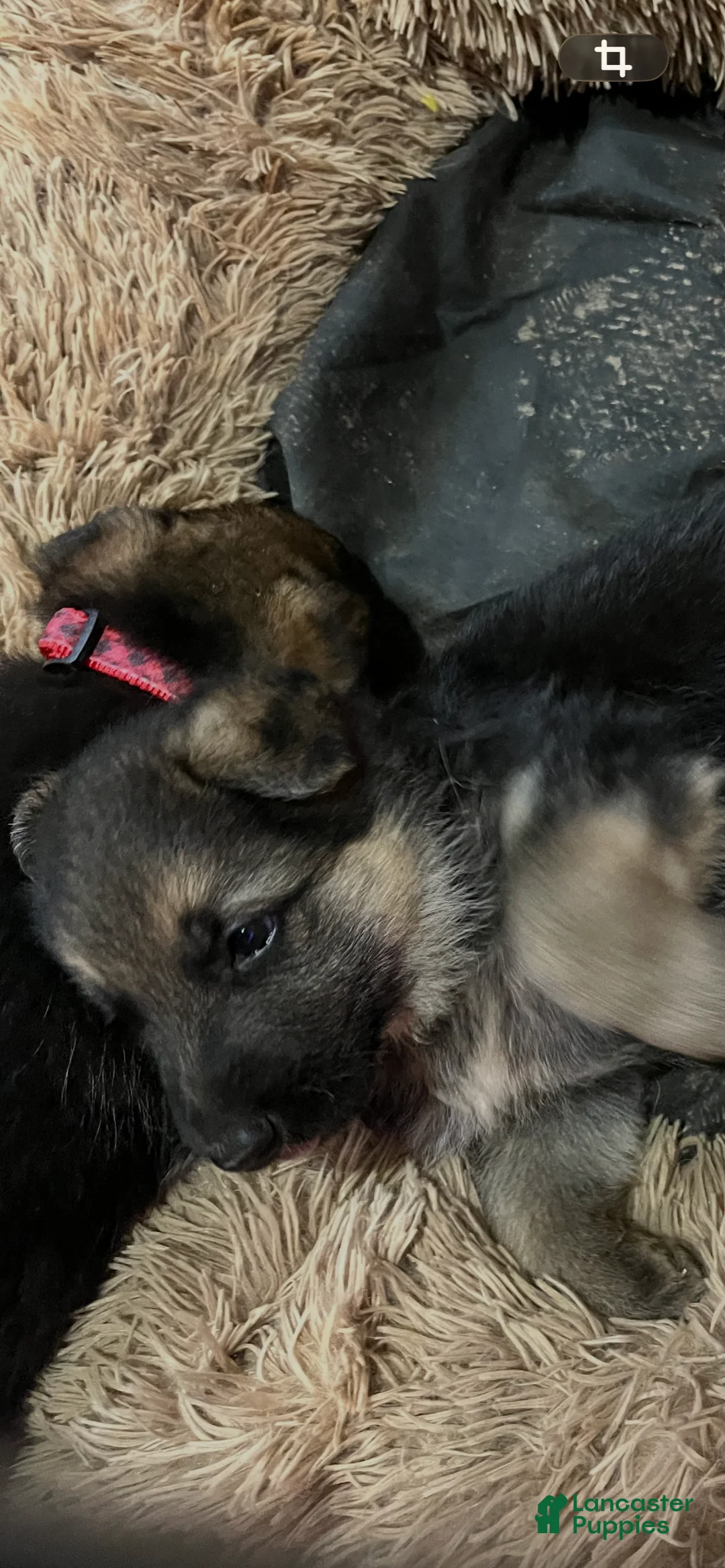 German Shepherd dogs for sale: German Shepherd Puppy 5 - Ad 1
