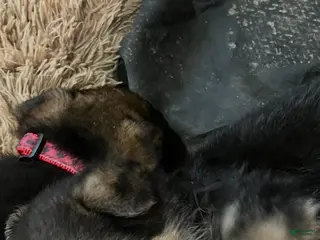 German Shepherd dogs German Shepherd Puppy 5 - Ad 41