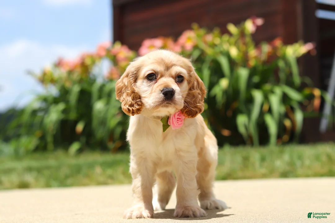 Cocker Spaniel dogs for sale: Pearl - Ad 2