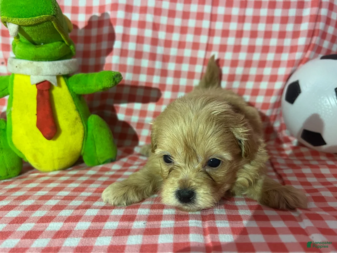 Maltipoo dogs for sale: Maltipoo Puppy 2 - Ad 1