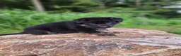 German Shepherd dogs for sale:  Timba - Ad 19