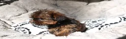 Shorkie dogs for sale: Bailey  - Ad 3