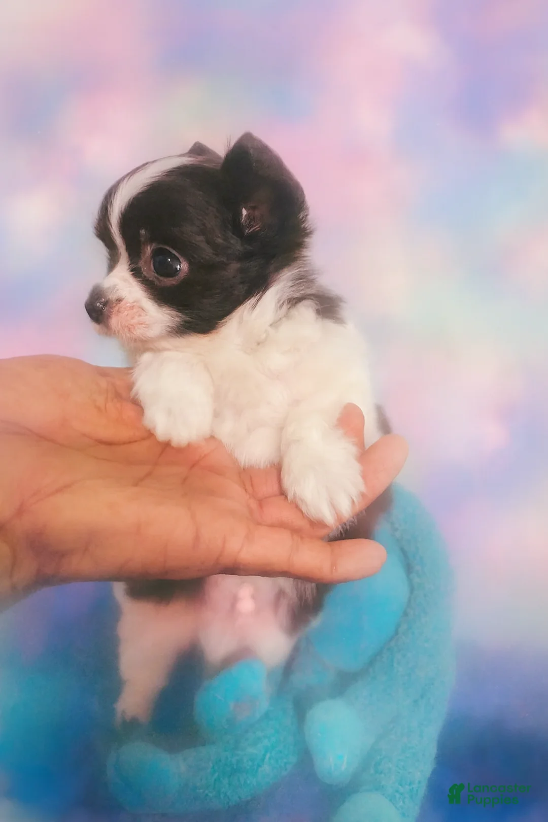 Chihuahua dogs for sale: Snoopy LC  - Ad 1