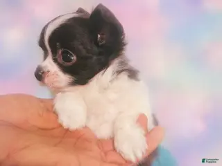 Chihuahua dogs Snoopy LC - Ad 16