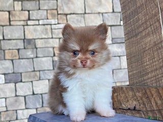 Pomeranian dogs - Ad 16