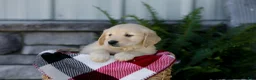 Golden Retriever dogs for sale: Bailey - Ad 4