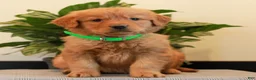 Golden Retriever dogs for sale: Jackson  - Ad 2