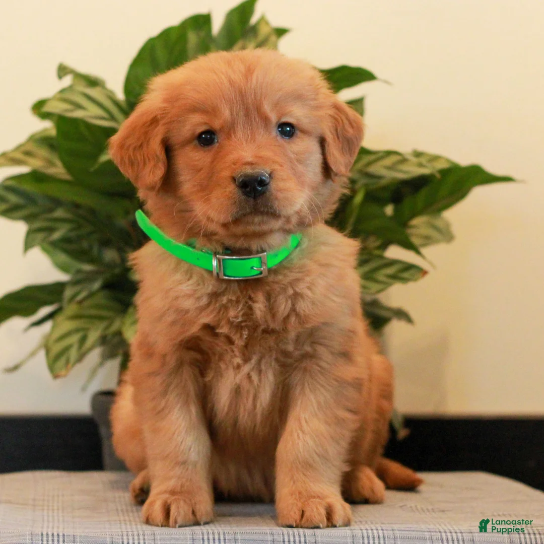 Golden Retriever dogs for sale: Jackson  - Ad 2