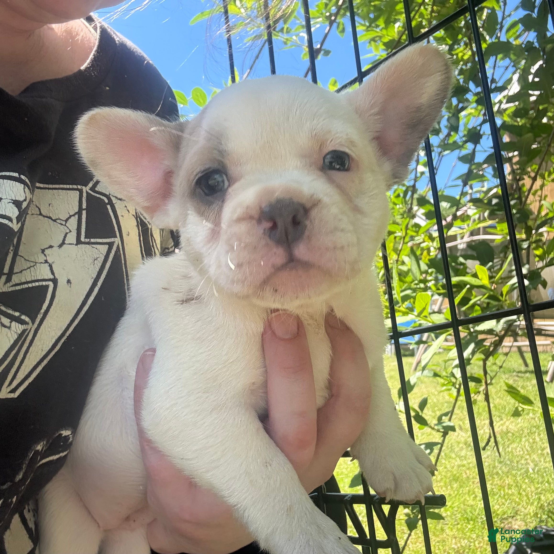 French Bulldog dogs French Bulldog Puppy 7 (standard fur) - Ad 1