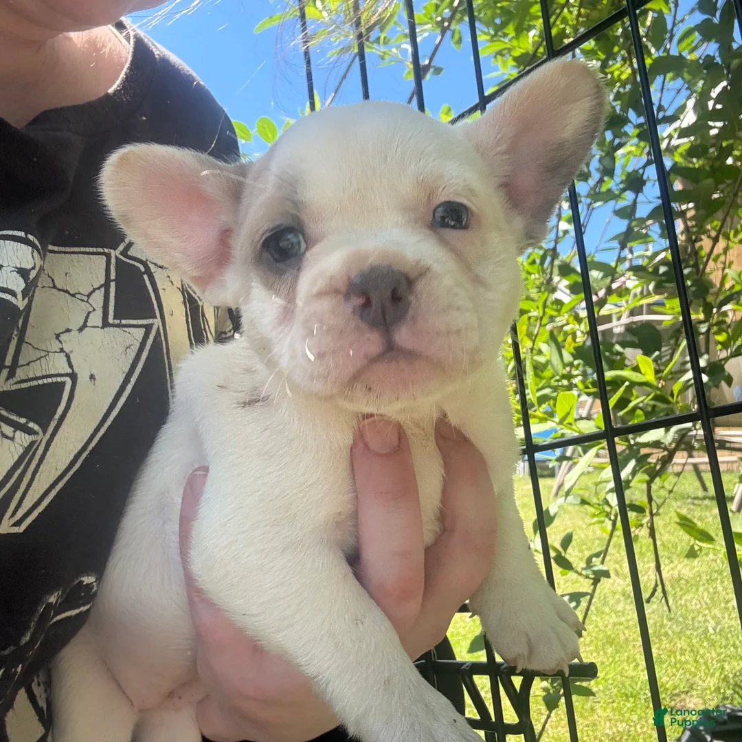 French Bulldog dogs for sale: French Bulldog Puppy 7 (standard fur) - Ad 1