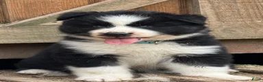 Rip
