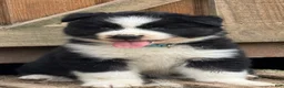 Gerberian Shepsky dogs for sale: Rip - Ad 1