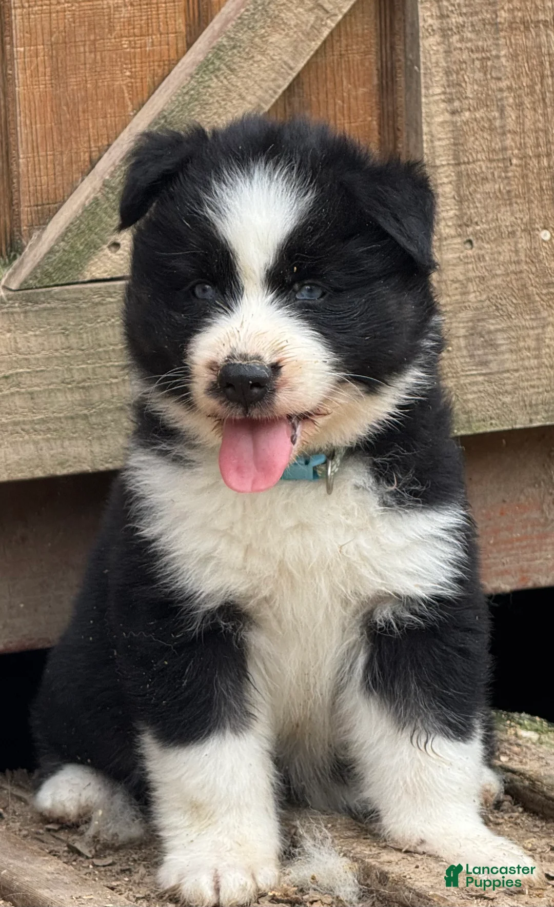Gerberian Shepsky dogs for sale: Rip - Ad 1