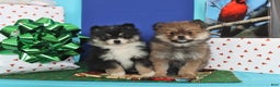 Pomeranian dogs for sale: Sunshine - Ad 2