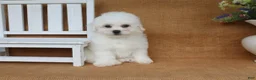 Bichon Frise dogs for sale: Aiden - Ad 3