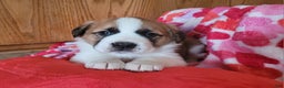 Saint Bernard dogs for sale: Maggie - Ad 2
