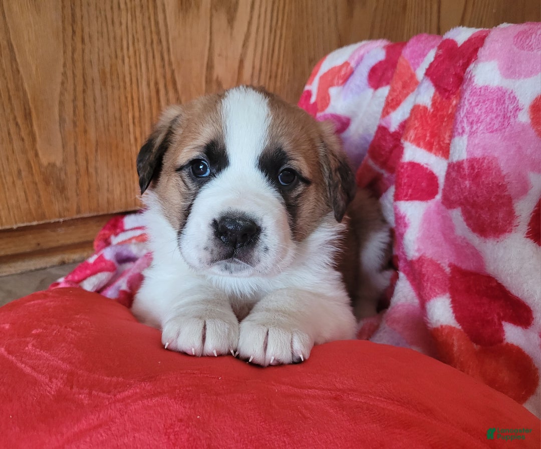 Saint Bernard dogs for sale: Maggie - Ad 2